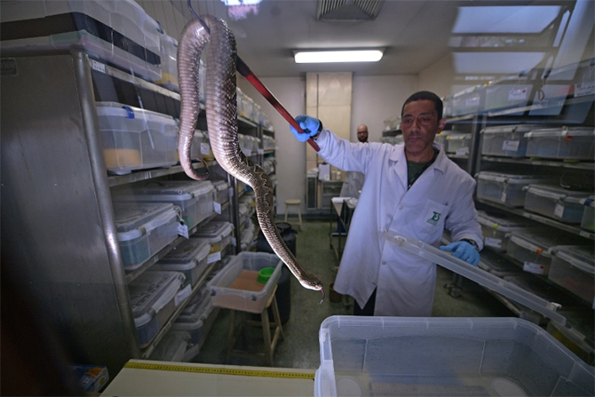 Brazil deadly snakes life-saving venom