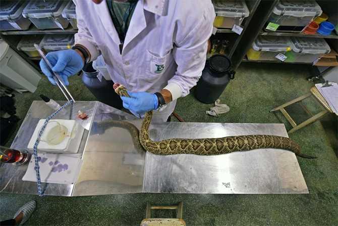 Brazil deadly snakes life-saving venom