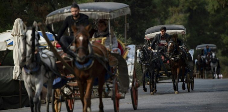 Istanbul ban carriage rides horses deaths