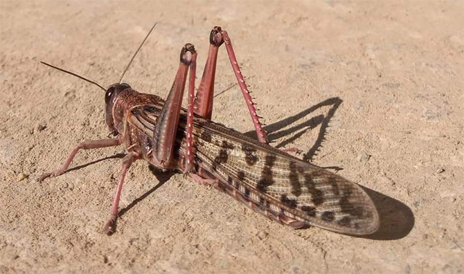 Locusts PIA plane strike at aircraft