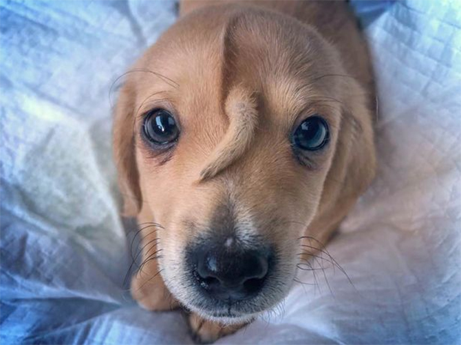 Unicorn puppy with tail on his head