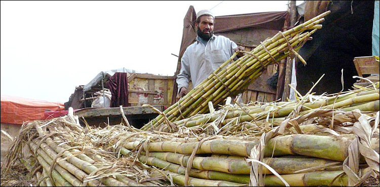 Punjab Sugarcane Crushing