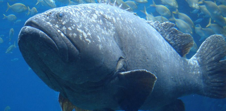 Oldest grouper fish Jason Boyll Florida