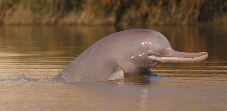 Citizens catch blind dolphin from Nawabshah canal