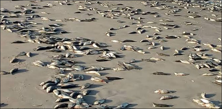 Greek port city, state of emergency, flood of dead fish