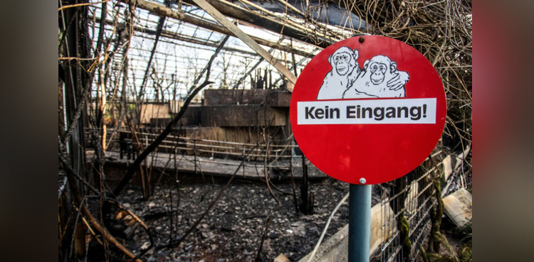 German zoo fire, monkeys