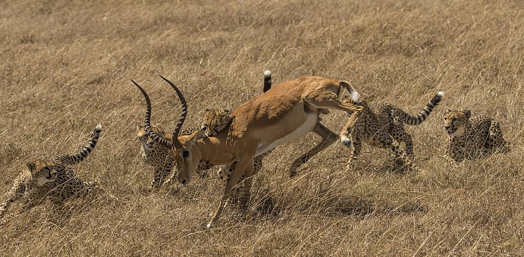 Impala survives after shaking off five cheetahs in Kenya
