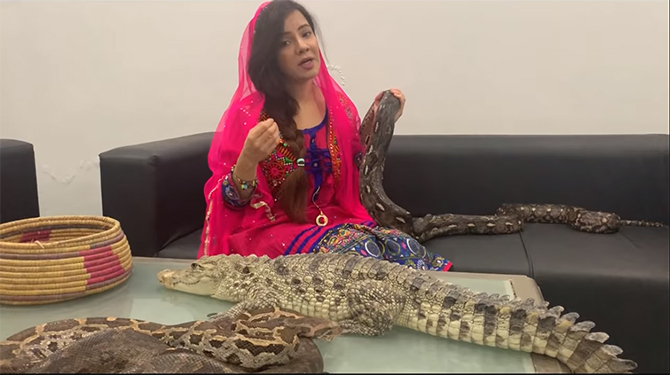 Rabi Pirzada reptiles exotic animals case wildlife