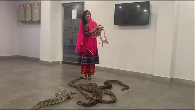 Rabi Pirzada reptiles exotic animals case wildlife