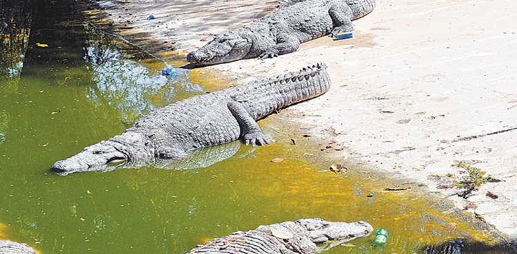 Seven Crocodiles-die-Bahawalpur Zoo