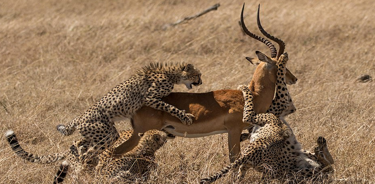 Impala survives after shaking off five cheetahs in Kenya