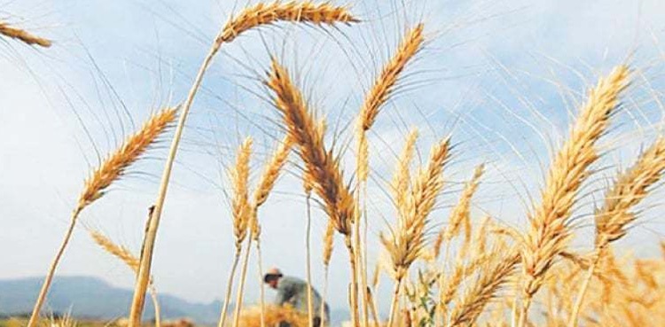 wheat purchasing centres