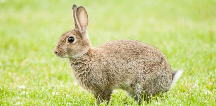 virus wild rabbits