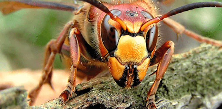 Invasive 'murder Hornets' Found In US For First Time