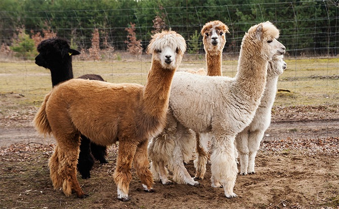 Alpacas antibodies coronavirus research nanobodies