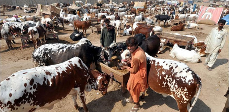 Buyers, head towards, Karachi cattle market, Eidul Adha approaches