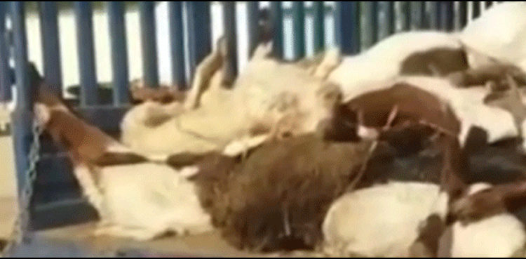 sacrificial goats snatching karachi