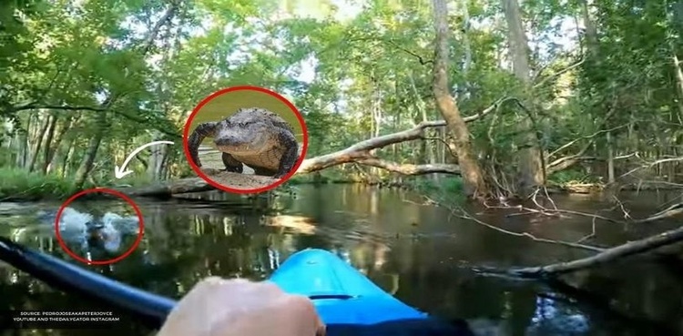 alligator river kayak