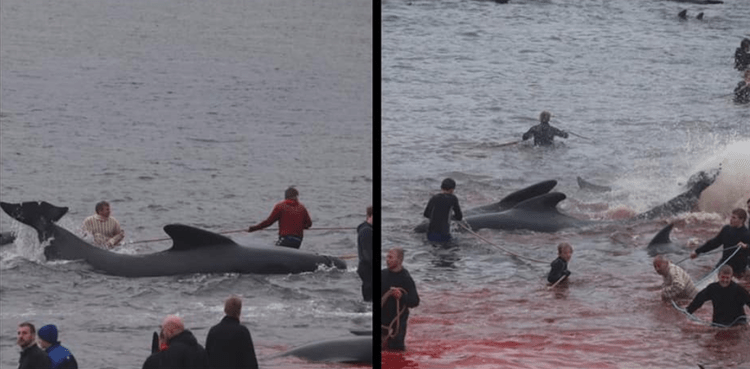 sea whales dolphins slaughtered