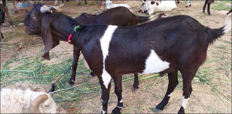 Three sacrificial goats stolen from a house in Lahore