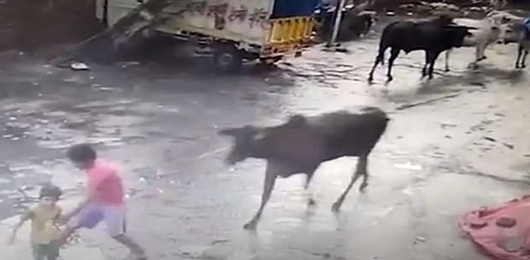 stray bull attack boys india