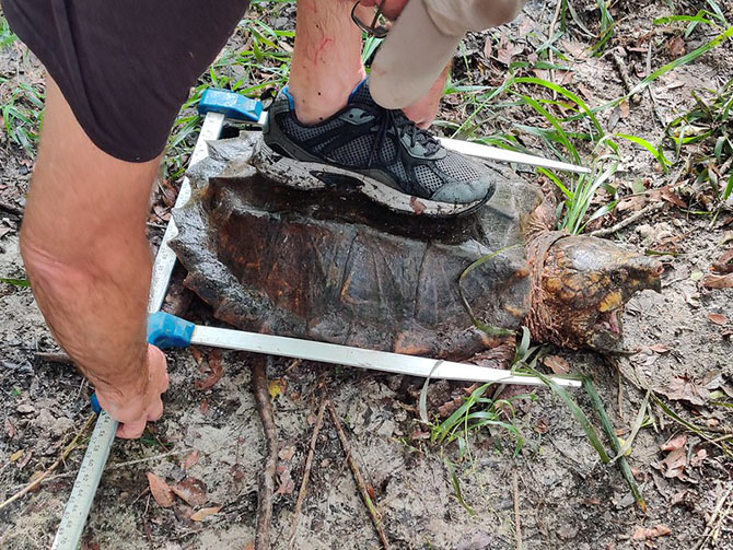 alligator snapping turtle Macrochelys suwanniensis monster turtle viral video