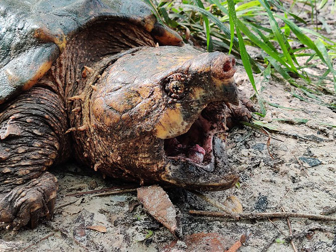 alligator snapping turtle Macrochelys suwanniensis monster turtle viral video