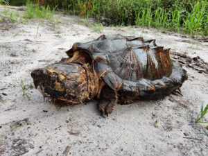 WATCH: Video of largest specie of 'alligator snapping turtle' goes viral