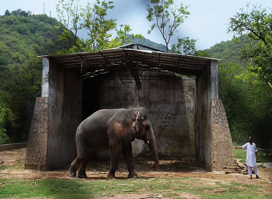 wildlife experts Kaavan elephant Islamabad zoo Cambodia