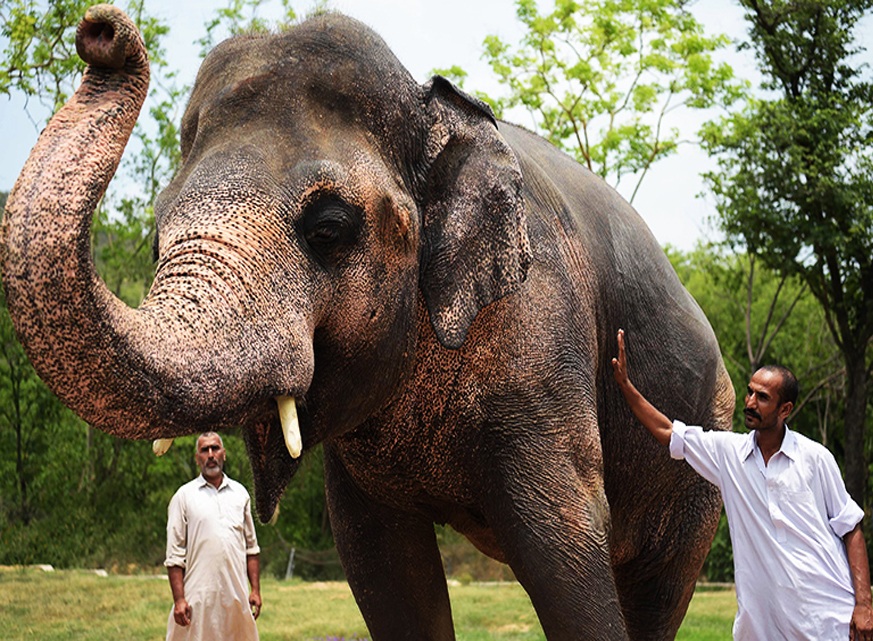 wildlife experts Kaavan elephant Islamabad zoo Cambodia