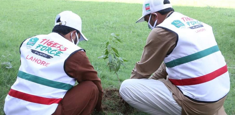 tree plantation drive pm imran khan