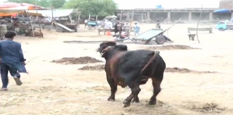 Bull flees in Rahim Yar Khan, two people injured