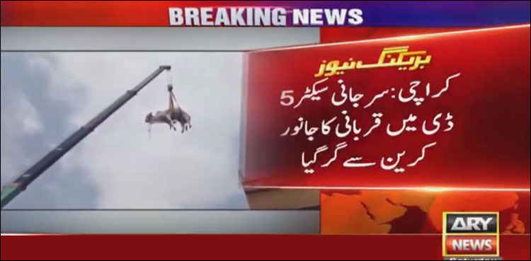 Viral video sacrificial animal crane Karachi