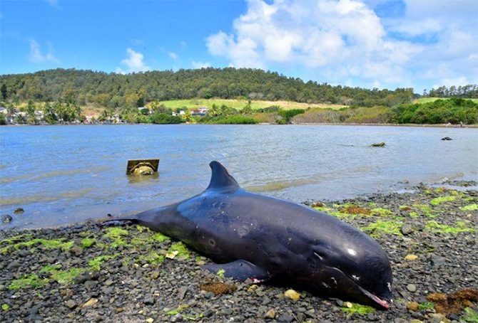 Mother dolphin baby Mauritius lagoon oil spill