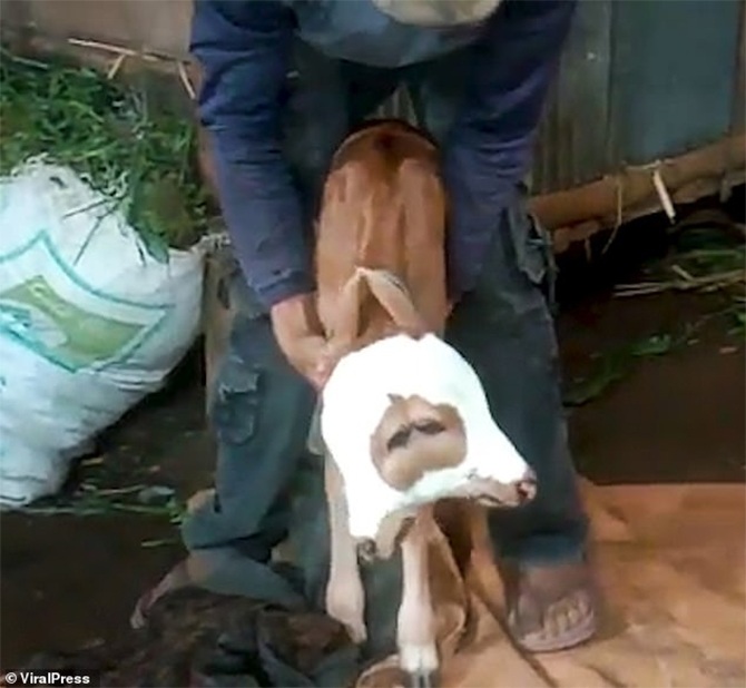 Mutant calf baby cow two heads Indonesia