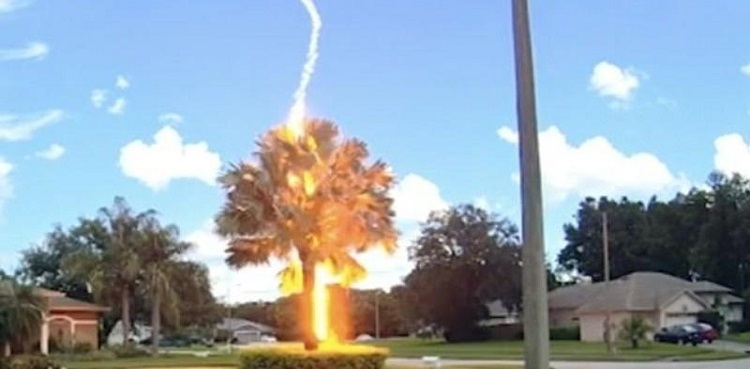 Lightning Strikes Palm Tree Despite Clear Blue Sky Above 