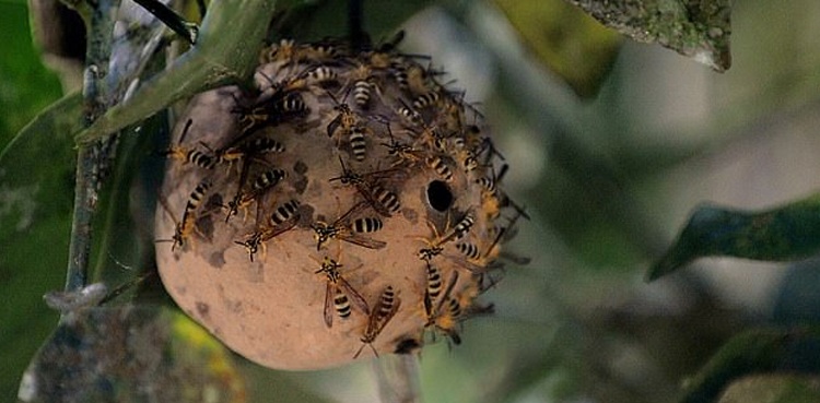 Students hospitalised swarm wasps attack school