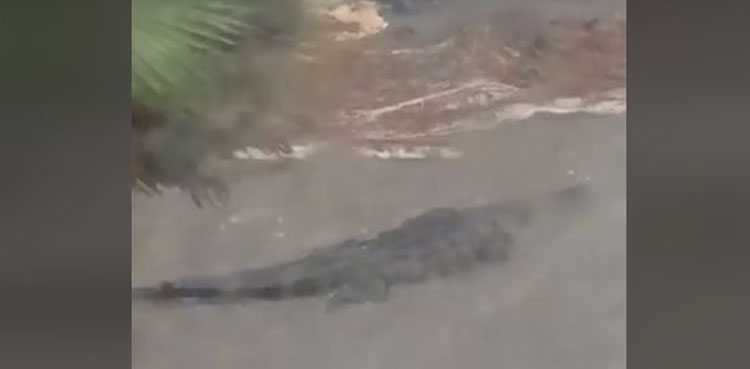 alligator front yard hurricane alabama