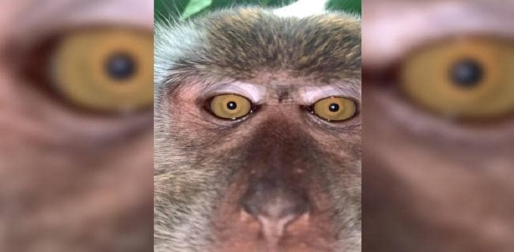 man lost phone monkey selfies