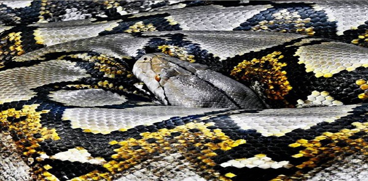 10-foot-long python dies after swallowing whole deer