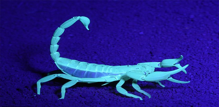 Giant scorpion population up in Australia and it shocks scientists