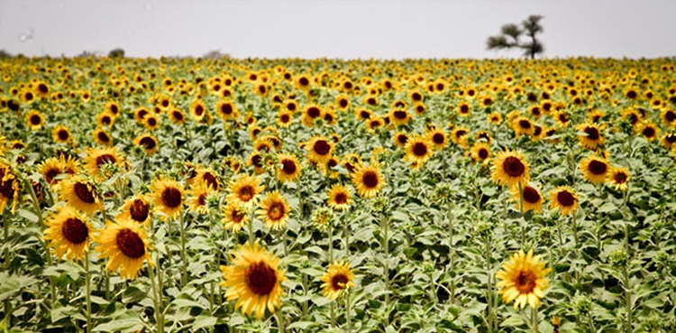 sindh insurance crops commercial banks companies