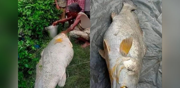 Woman turns rich overnight after catching 52-kg fish