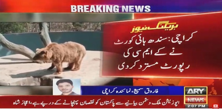 shc kmc report bear ac