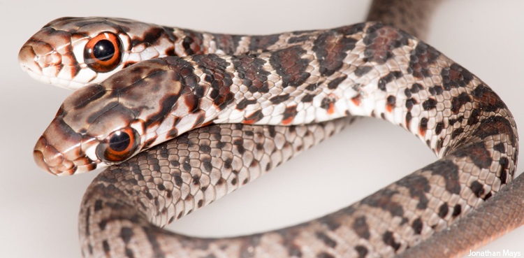 black racer snake two-headed rare florida