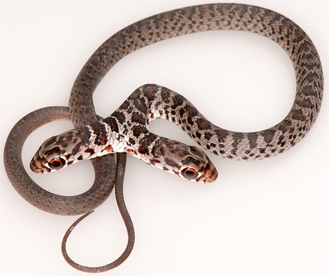 black racer snake two-headed rare florida