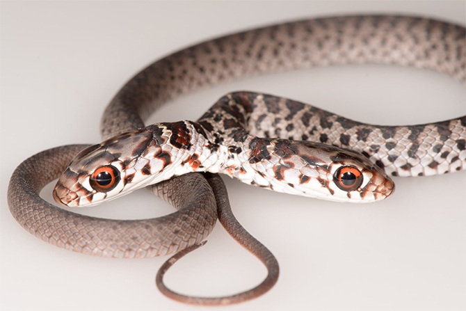 black racer snake two-headed rare florida