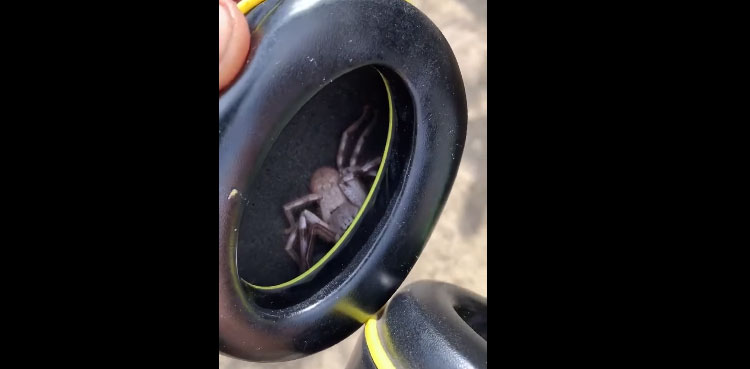 huntsman spider headphone tickling ear