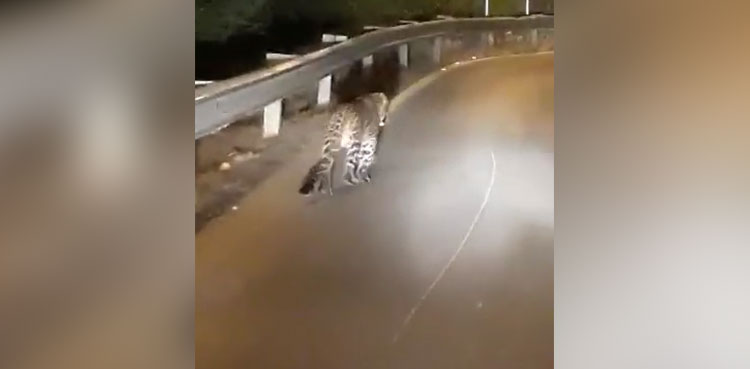 leopard spotted islamabad