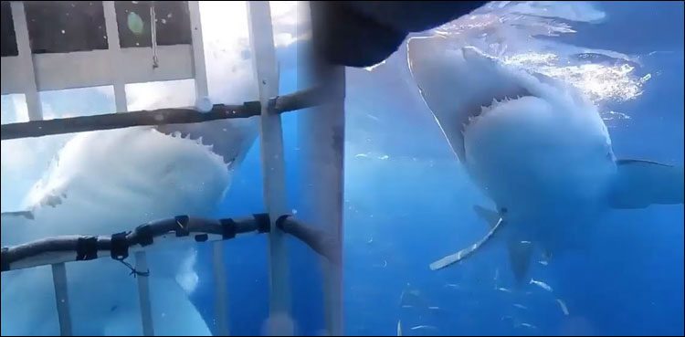 white shark cage tourists